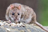 Danger warning to pets and children on rat-infested Co Down beach: Pest control moves in with poison bait