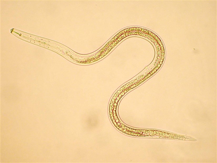 Türkçeye yuvarlak solucanlar olarak çevrilen nematoda şubesine ait bir birey. Nematoda şubesinde yer alan bazı türler bitki paraziti olarak karşımıza çıkmakta ve çiftçinin mahsulüne ciddi zarar verebilmektedir.