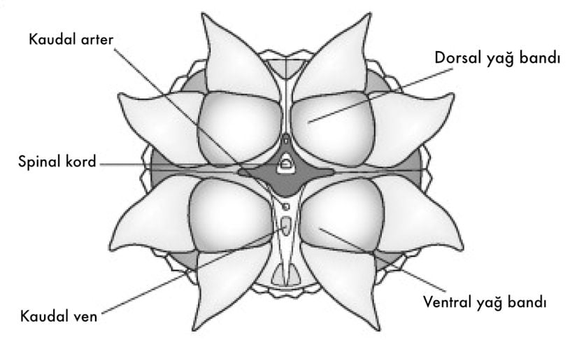 Kaudal ototomi anatomisi.