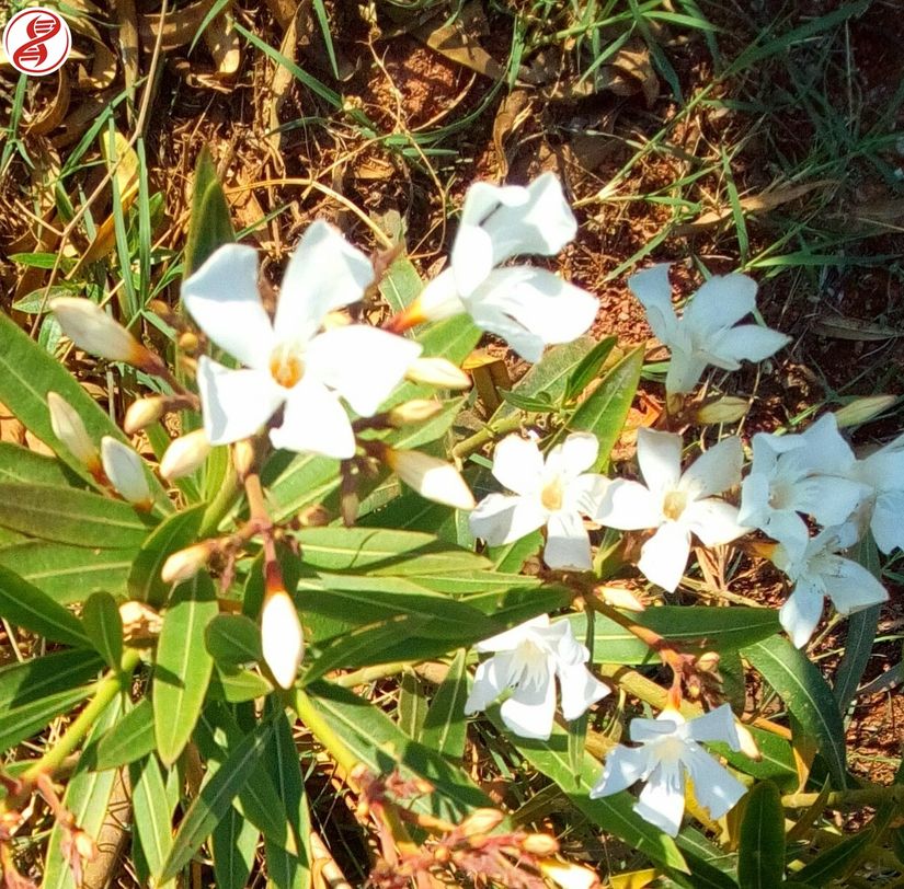 Zakkum ağacı (Nerium oleander), Bursa.