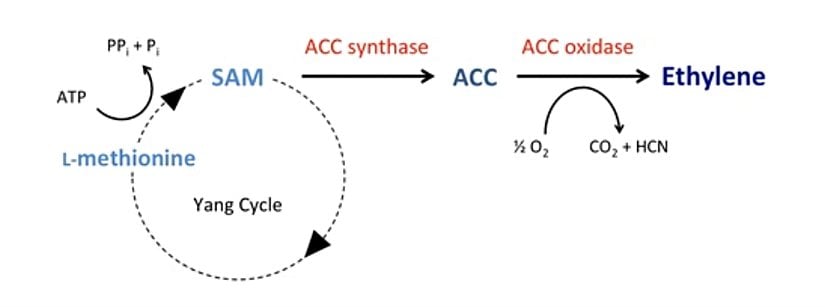 Bitkilerde iki aşamalı etilen biyosentez yolu; Genellikle hız sınırlayıcı adım olan ilk kararlı basamakta ACC, ACS enzimi tarafından SAM'den sentezlenir. SAM, metiyonin döngüsünün "Yang döngüsünde" metiyoninden üretilir (Shang Fa Yang ve 1970'lerde etilen biyosentez yolunu aydınlatan meslektaşlarının adını almıştır). İkinci aşamada ACC, ACO enzimi tarafından etilene dönüştürülür.