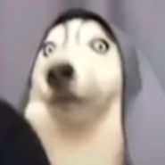 Köpek Hikmet Hikmet