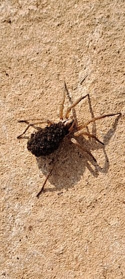 Görseldeki örümceği Diyarbakır'da çektim. Sanırım sırtındakiler yavruları. Hangi tür olduğunu bilen var mı?