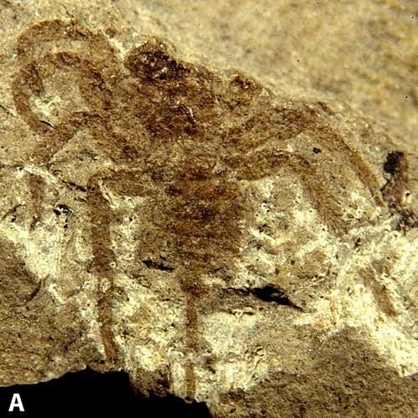 Attercopus fimbriunguis: