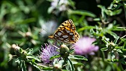 İspanyol kraliçesi (Issoria lathonia)