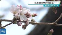 名古屋でサクラ開花 広範囲で黄砂観測 交通影響など注意｜NHK 東海のニュース