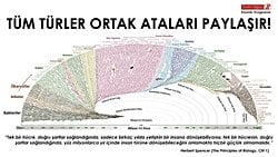 Dev Boyda Türkçe Evrim Ağacı!