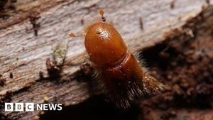 Drones And Dogs Lead UK Fight Against Beetle Threat