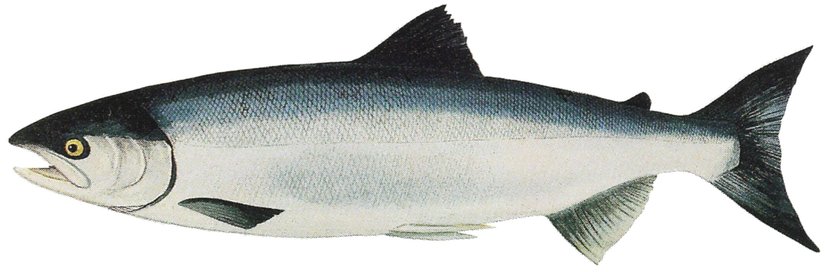 Okyanus Formunda Olan Oncorhynchus nerka Görüntüsü