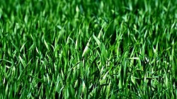 Kara Bitkileri Varlığını İki Yosun Türüne Borçlu!