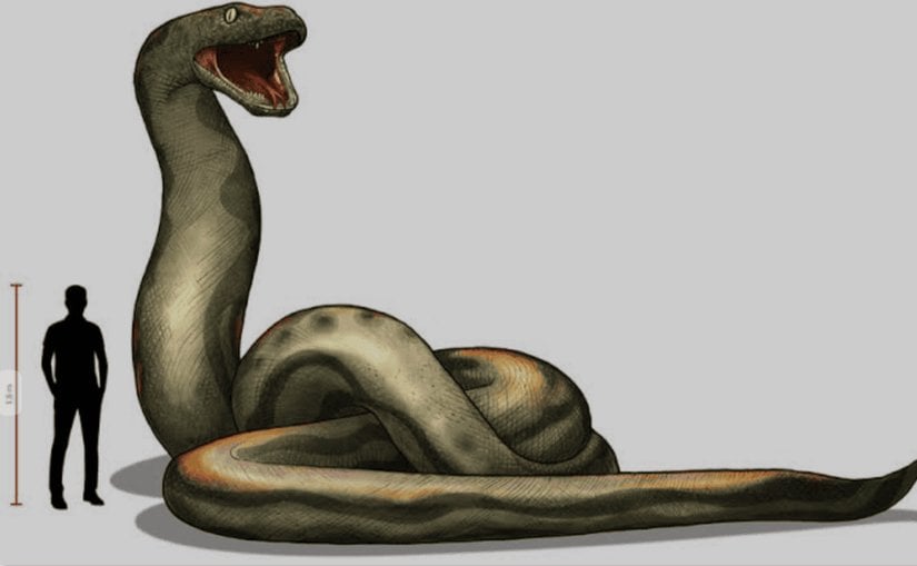 Titanoboa ve insanın kabaca boyut karşılaştırması.