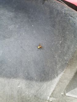 Bu örümcek hangi tür ilk defa görüyorum?