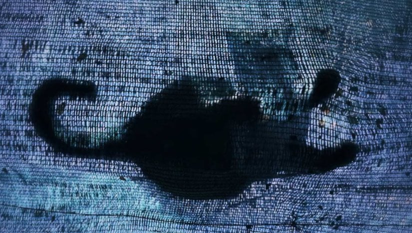 Kuantum Fiziğinde Yeni Rekor;Schrödinger'in Kedisi 23 Dakika Hayatta Kaldı!