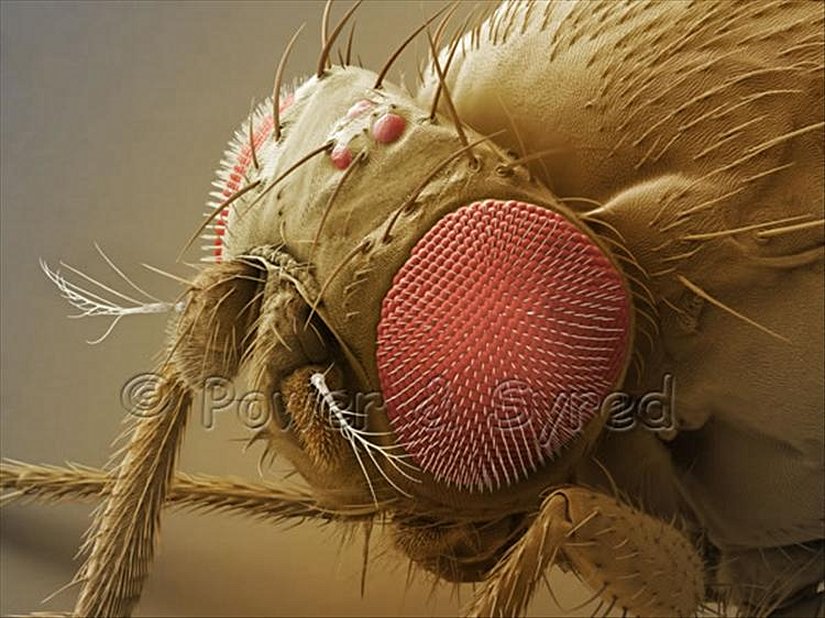 Drosophila melanogaster