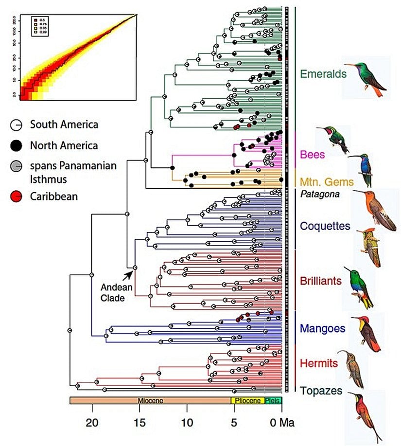 Sinekkuşlarının kendi içerisindeki evrimleri ve birbirleriyle ilişkileri de son derece net olarak bilinmektedir. Bu görsel, Proceedings of the National Academy of Sciences (PNAS) dergisinde yayımlanan bir analizden alınmıştır.