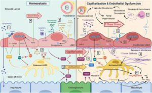 Chenodeoxycholic Acid Drives Liver Injury Via FXR/Myc Pathway