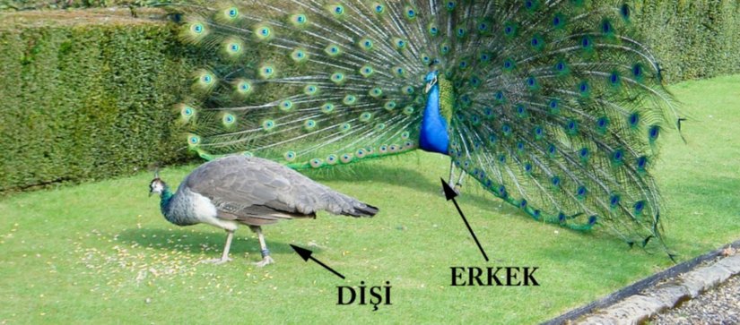 Darwin de, Wallace da Haklıydı: Kuş Renklerinde Hem Doğal, Hem Cinsel Seçilim Rol Oynuyor!