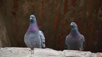 El Ayuntamiento de Valencia plantea una estrategia para reducir el número de palomas en la ciudad, cifradas en 36.000