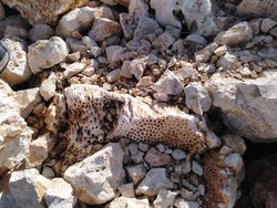 Denizden 2300 metre yüksekte bu mercan fosilinin ne işi var?