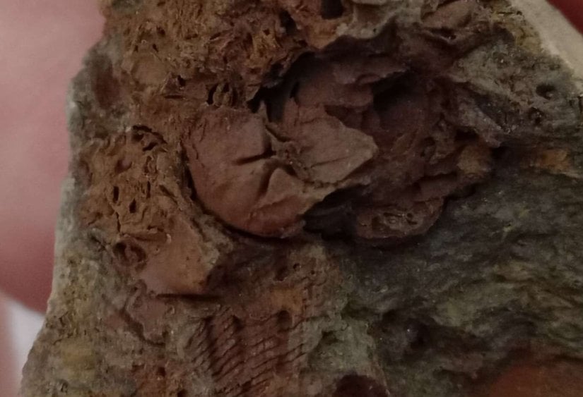 Homocrinida takımına ait bir krinoid parçası