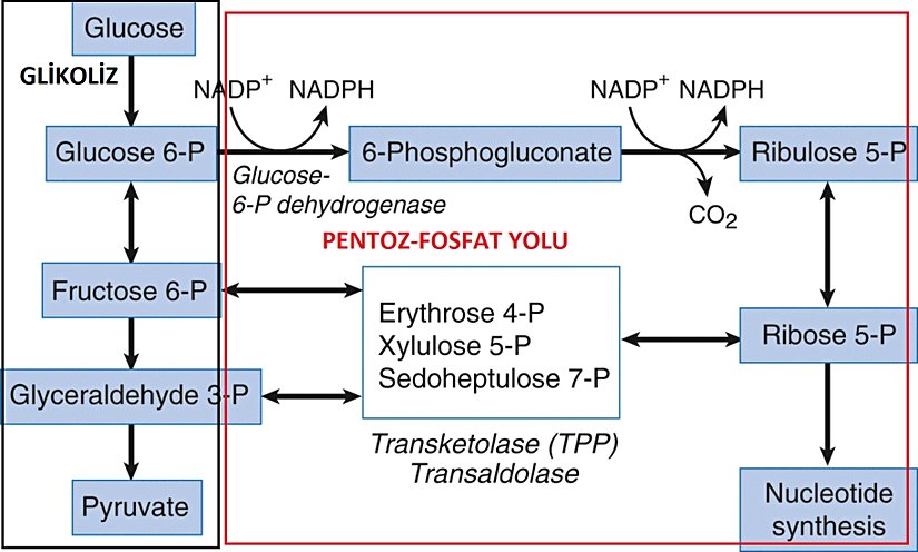 Glikoliz ve pentoz fosfat yolu bağlantısı