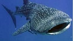 Okyanustaki en büyük balık nedir?