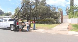 Surreal Windstorm Strikes Riverside Toppling Trees And Power