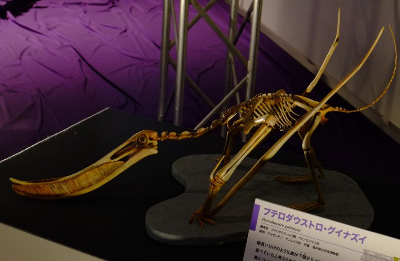 Pterodaustro iskeleti.