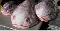 From world's ugliest to 'Fish of the Year': Blobfish makes a splash in NZ