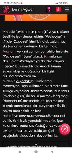 Eğer Waldeyer’in Mide caddesi yoksa neden tıp fakültelerinde sıvılar Waldeyer’in Mide caddesinden direkt duodenuma geçtiği anlatılıyor?