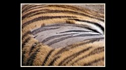 Kaplanlarda Çizgiler Neden Evrimleşti?