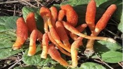 The Last Of US dizisinde ve oyununda bahsedilen karıncaları zombi yapan mantarın bir evrim geçirip insanlara bulaşması mümkün mü?