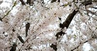 Free sakura festival inspired by Japan arrives in Ontario this weekend