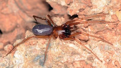 Mağara Biyolojisi (Biyospeleoloji) Nedir?