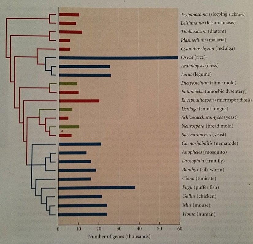 Birçok farklı canlının genom büyüklüğü, akrabalık ilişkilerine göre bir evrim ağacı üzerine çizilmiştir. Dikkat edebileceğiniz gibi her ne kadar fare, tavuk ve insan gibi kısmen yakın akraba olan canlılarda genom büyüklüğü birbirine paralellik gösterse de (zira ortak atalarından bu yana genom çoklanması yaşanma ihtimali oldukça düşüktür); karmaşıklılık ve genom büyüklüğü arasında bir ilişki yoktur. Örneğin pirinçteki genom miktarı, insandakinin veya meyve sineğindekinin kat kat fazlasıdır. Buna karşılık, pirince göreli olarak çok daha yakın akraba olan bakla genomu, insanınkiyle hemen hemen aynıdır. Dolayısıyla genom büyüklüğü, evrimsel ilişkileri analiz etmek için kullanılamaz (veya kullanılırken çok dikkatli olunmalıdır).