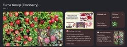 Ülkemizde nerede Cranberry bulabiliriz?
