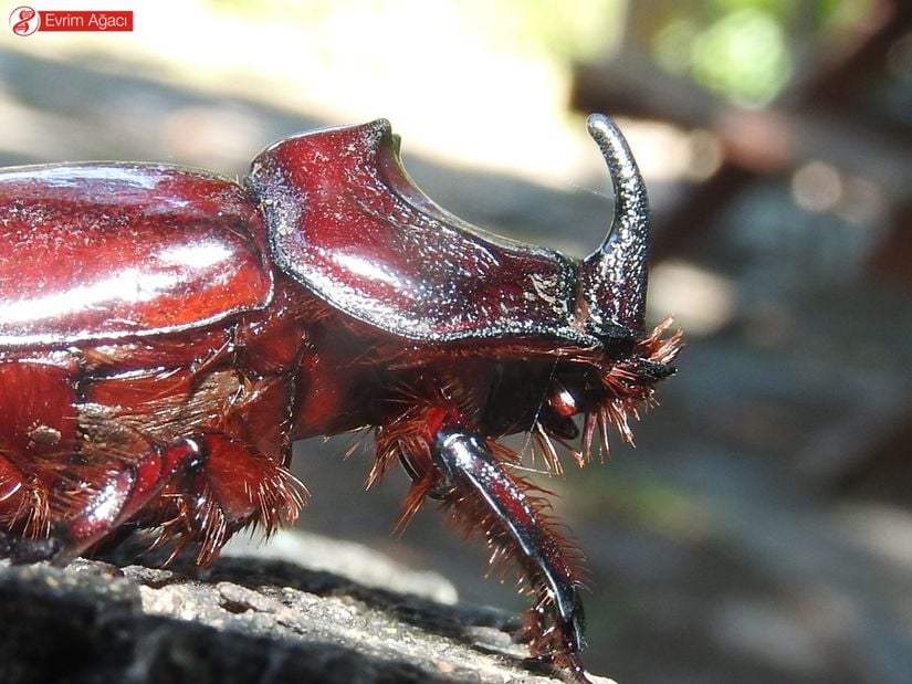 Gergedan böceği (Oryctes nasicornis) erkek birey, Samsun.