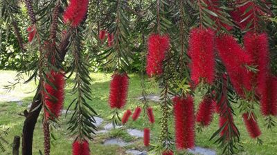 Mersingiller (Myrtaceae)