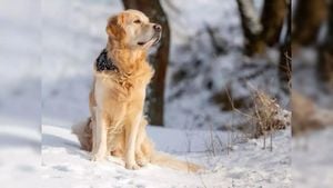 Chernobyl Dogs Evolve Amid Radiated Ruins