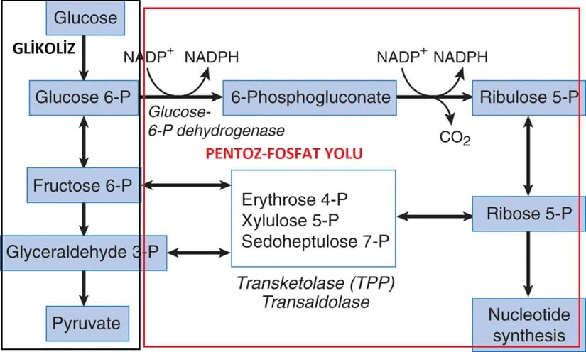 Glikoliz ve pentoz fosfat yolu bağlantısı