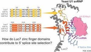 LUC7 Proteins Dramatically Influence Splicing Regulation Across Species