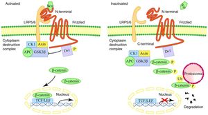 Investigations Reveal Dact1's Pivotal Role In Convergent Extension During Embryonic Development