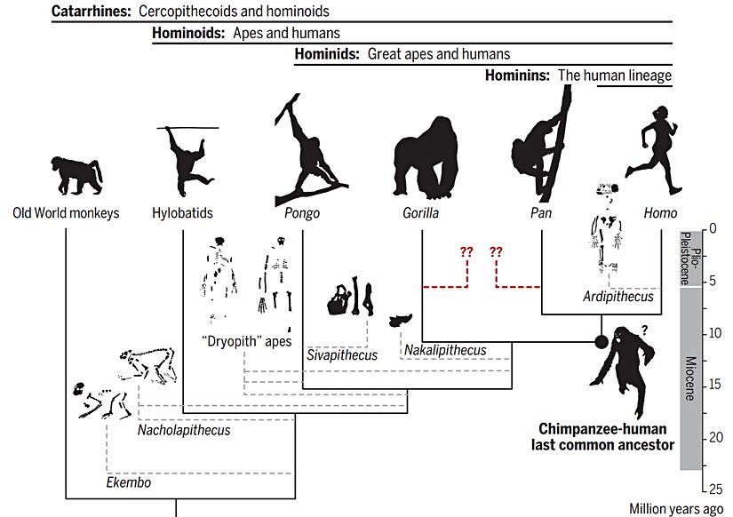 Kuyruksuz maymunların ve insanların evrimsel tarihi, büyük ölçüde eksiktir. Canlı türler arasındaki filogenetik ilişkiler, genetik veriler kullanılarak elde edilebilirken, soyu tükenmiş türlerin çoğunun konumu tartışmalıdır. Şaşırtıcı bir şekilde, goril ve şempanze soyları ile ilişkilendirilebilecek, yeterince eksiksiz fosiller, halen keşfedilmeyi bekliyor. Elimizde olan kuyruksuz maymun fosillerinin farklı konumlarını varsaymak (veya belirsizlik nedeniyle onları görmezden gelmek), şempanzelerle insanların yaşayan son ortak atası gibi önemli ata düğümlerinin rekonstrüksiyonunu belirgin bir şekilde etkiler.