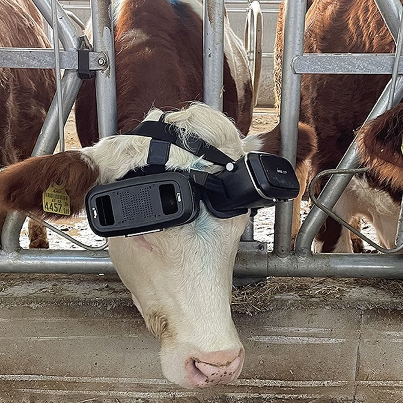 VR Gözlük Takılan İnekler Daha Fazla Süt Veriyor!