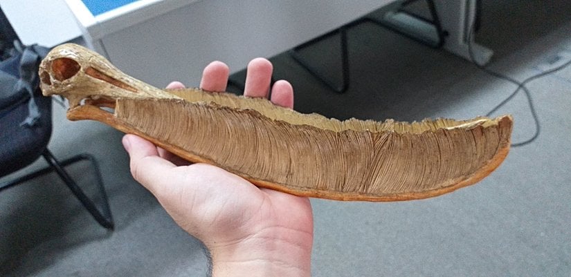 Pterodaustro kafatası replikası.