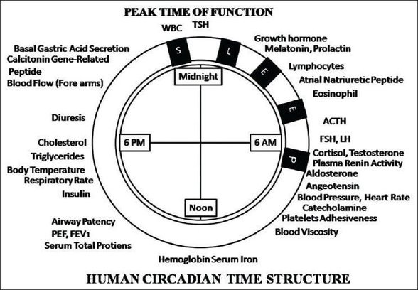 Vücudumuzdaki kimyasalların sirkadyen ritme göre ayarlanması