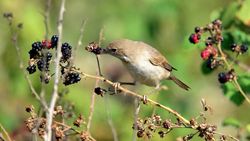 Ak gerdanlı ötleğen (Curruca communis)