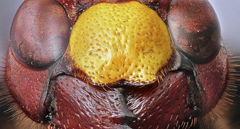 Mikrofotoğrafçılıkta Odak Birleştirme Yöntemi Nedir?