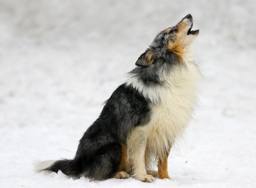 Uluyan bir köpeğin amacı diğer köpekleri tehlikelere karşı uyarmak olabilir.