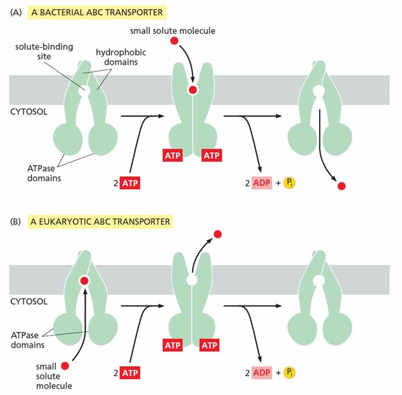 ABC Transporter Proteininin Çalışma Mekanizması